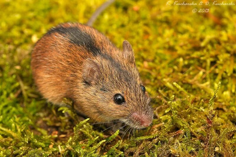 Полёвка степная, или общественная (лат. Microtus socialis)
