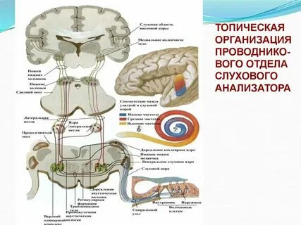 Корковый отдел слуховой системы