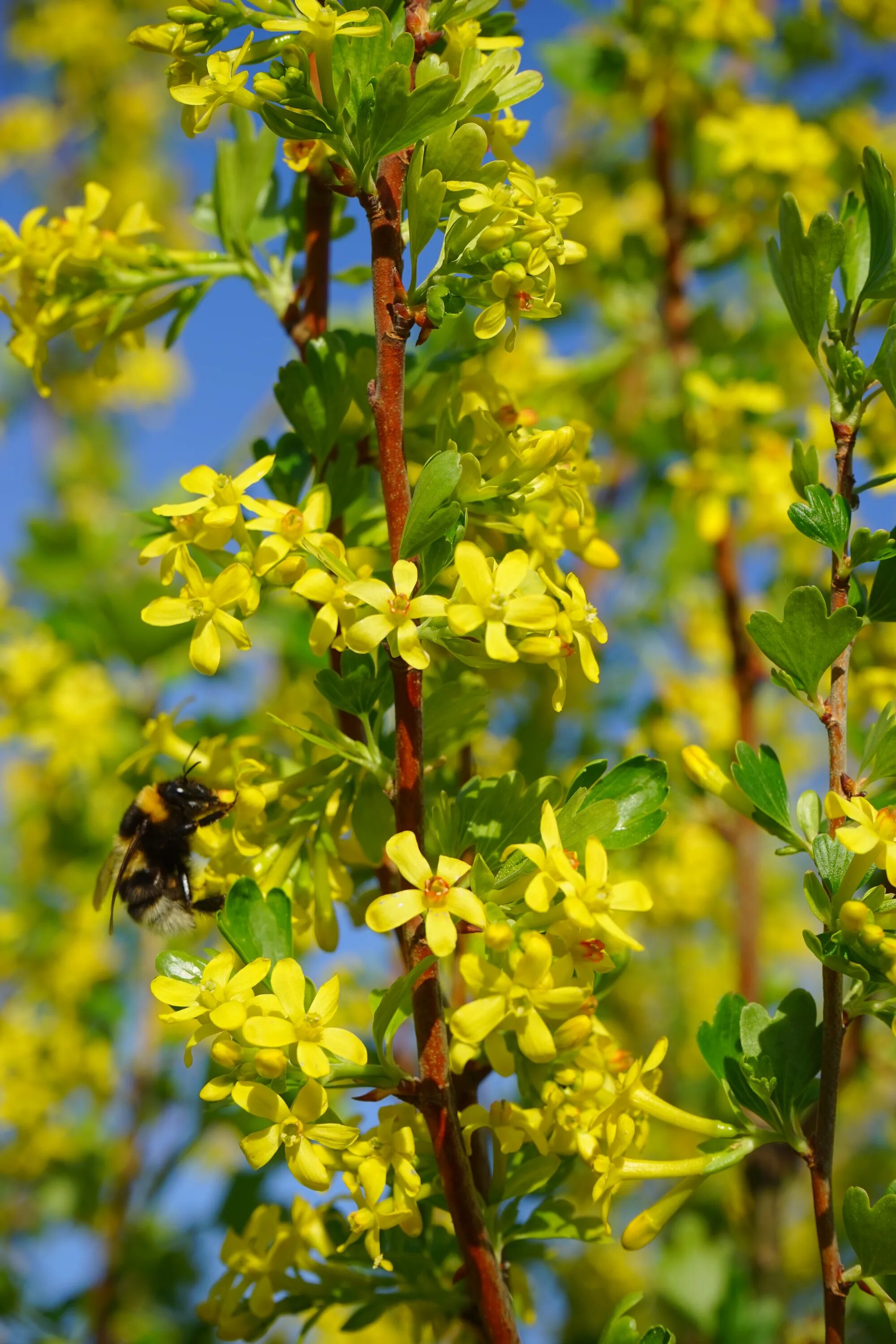 Медовый куст. Смородина золотистая (ribes aureum). смородина золотистая ribes aureum кустарник. буш кустарник желтый. южная смородина желтые цветки.