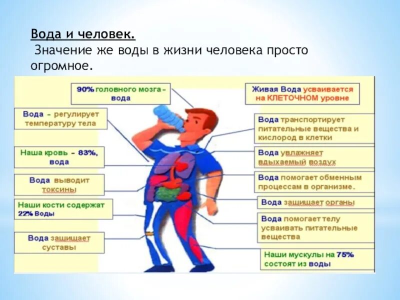 Вода в жизни человека. Важность воды для организма. Значение воды в организме человека. Значение воды для человека.