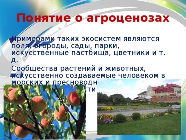 Агроценозом является