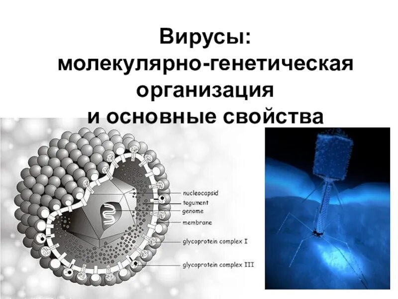 Вирус молекулярный уровень. Основные свойства вирусов. Организация наследственной информации вирусов. Вирусы и их молекулярные процессы. Организация наследственной информации