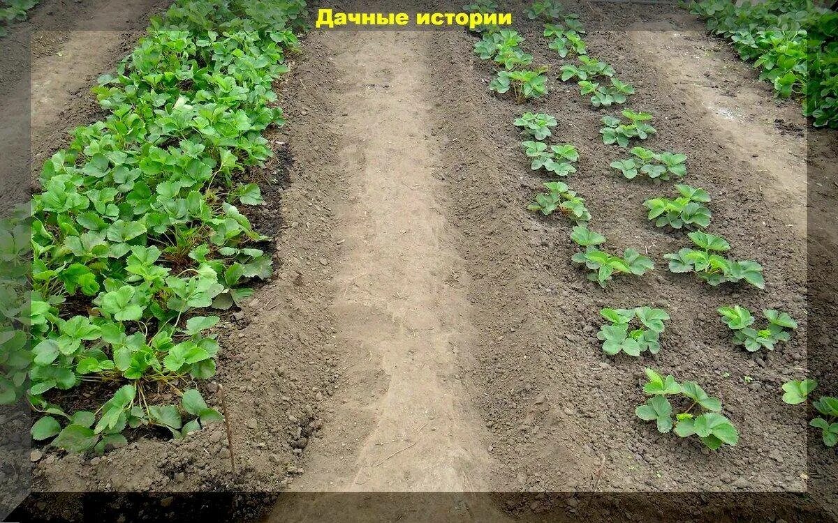 Что можно садить после виктории
