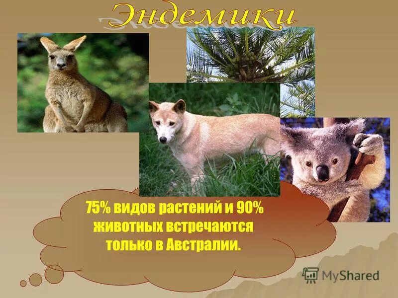 Какие животные встречаются только в австралии. Названия животных австралии. Животные обитающие в австралии. Животный мир австралии презентация. Представители фауны австралии.