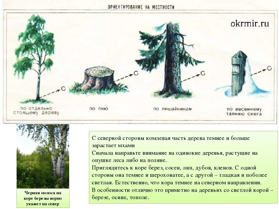 Ориентиры на местности в лесу. Ориентирование на местности. Ориентирование на местности по деревьям. Ориентирование на местности по природным признакам.