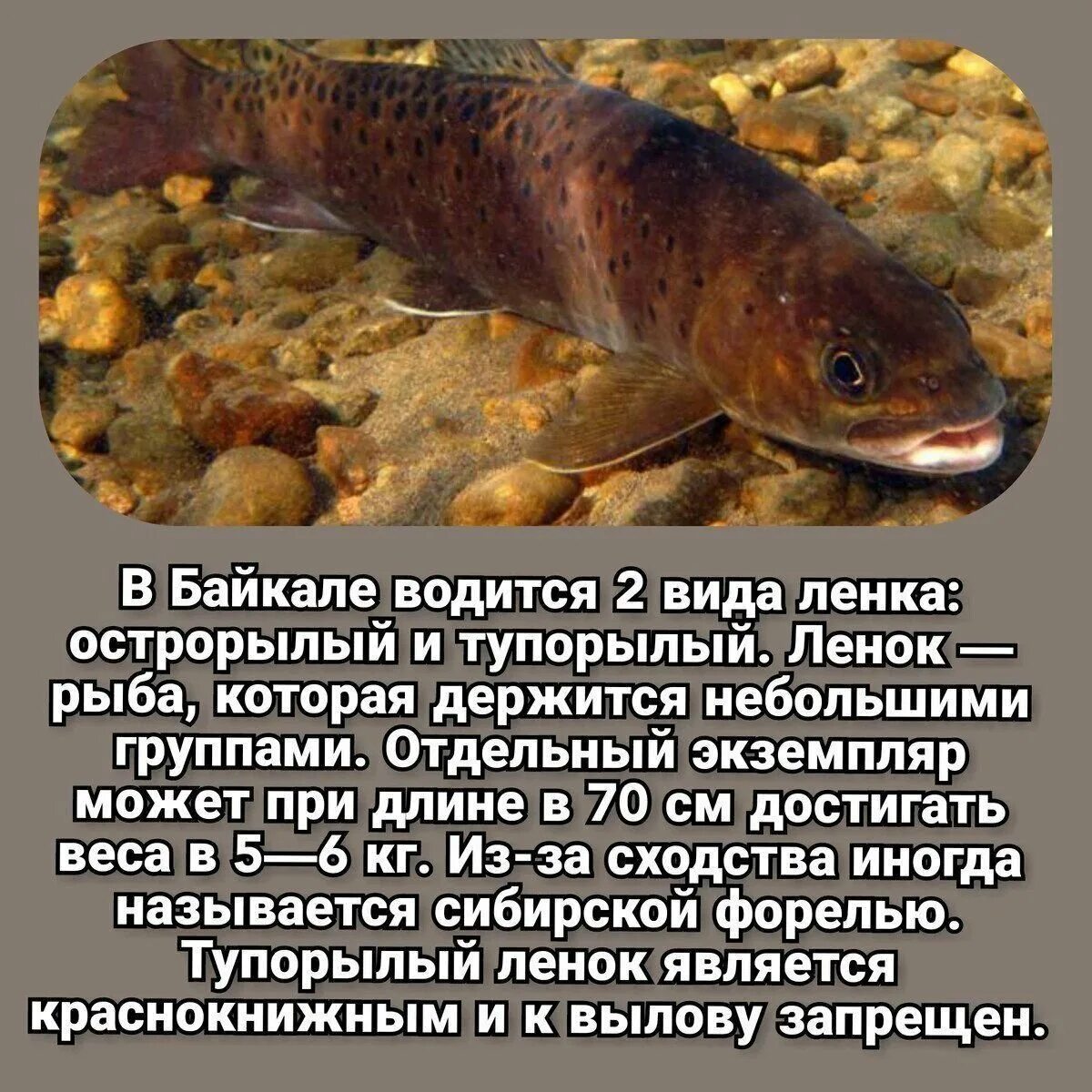 Самые большие рыбы Байкала. Самая большая рыба в Байкале. Уникальные рыбы Байкала. Самая крупная рыба Байкала.