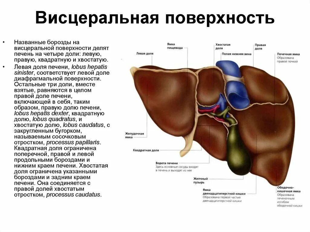 Доли висцеральной поверхности печени. Висцеральная поверхность печени вид снизу синтопия. Синтопия висцеральной поверхности печени.