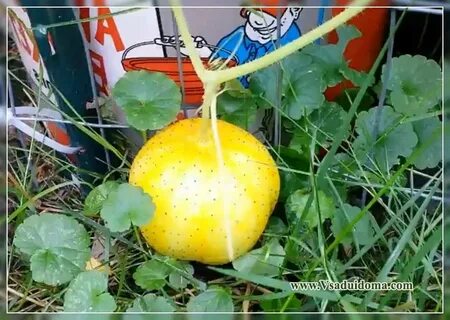 Огурец яблоня