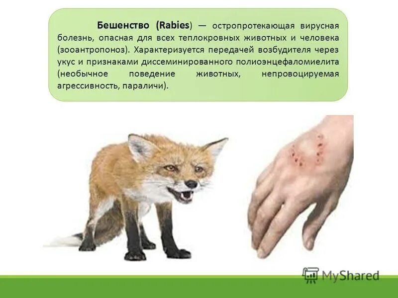 характеристика болезней животных