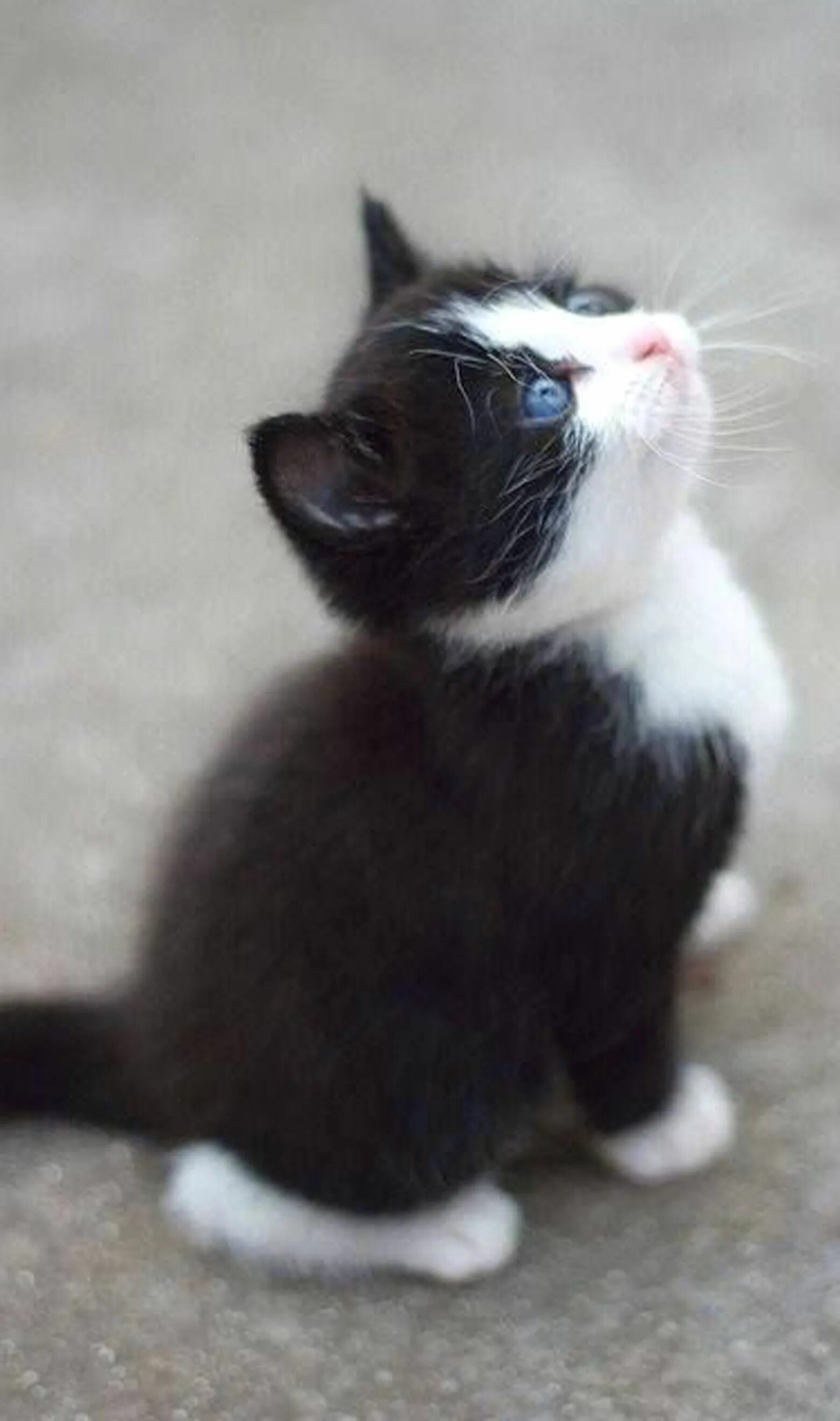 Котик черно белый. Черный котенок. Маленький черный белые котенок. Европейская короткошерстная кошка черно-белая. Котенок черно-белый.