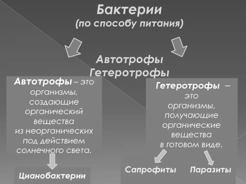 Какие различают бактерии по способу питания кратко. Тип автотрофов и гетеротрофов. Автотрофы гетеротрофы гетеротрофы. Бактерии по способу питания. Понятие автотрофы и гетеротрофы.