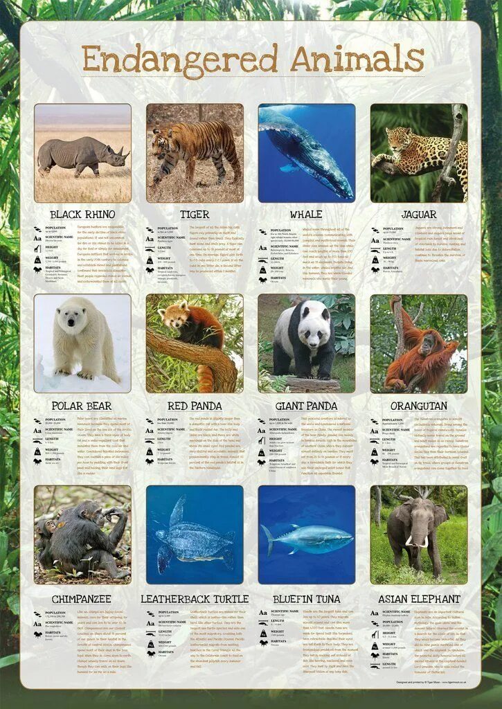 Extinct endangered animals. Проект &quot; endangered animals&quot;. вымирающие виды животных на английском. вымирающие животные плакат. плакаты исчезающие виды животных.