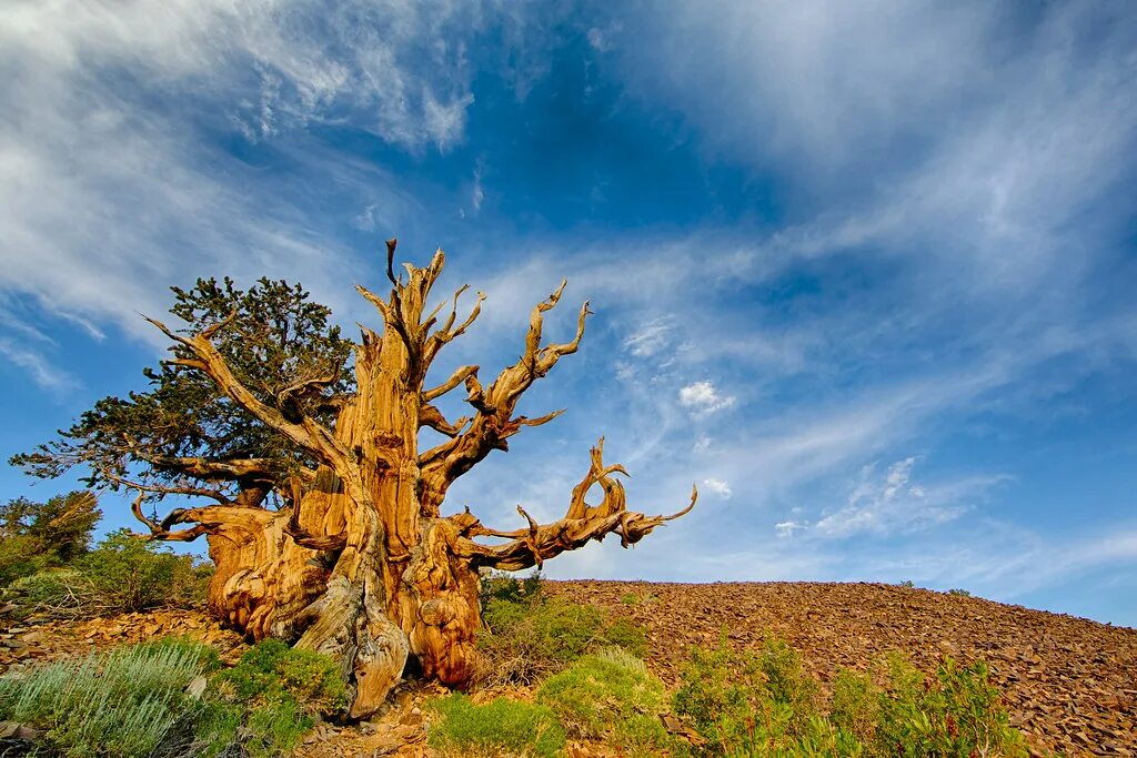 Old tree