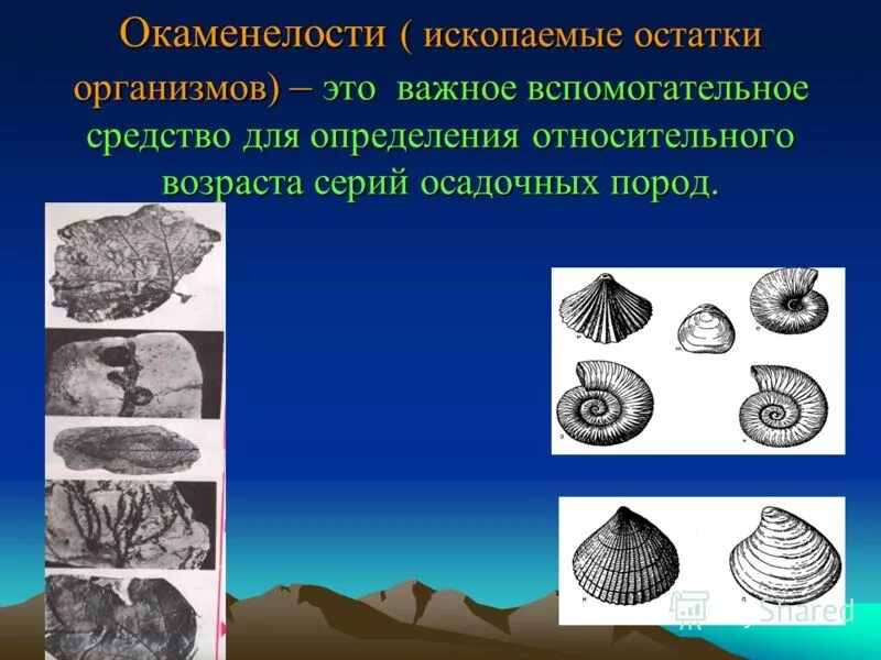 Окаменелости ордовикского периода в ленинградской области. Окаменелости в камнях. Возраст археологических находок. Как определить возраст горных пород. Возраст окаменелостей.
