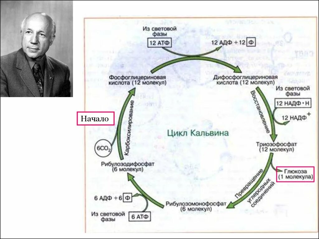 Цикл кальвина в хлоропластах. Темновая фаза цикл Кальвина. Цикл Кальвина темновая стадия. Цикл Кальвина в фотосинтезе. Цикл Мелвина Кальвина.