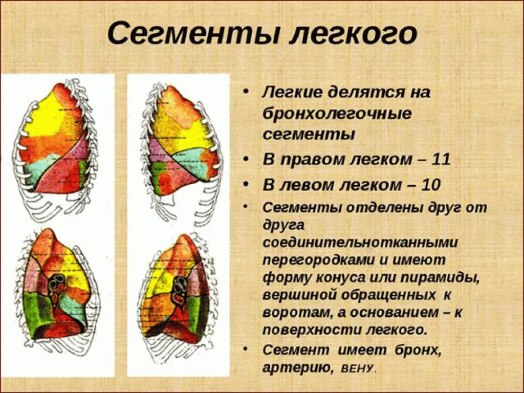 Сегмент легкого это. Легкие доли и сегменты анатомия. сегмент s4 левого легкого. легкое строение доли сегменты. сегменты легких топографическая анатомия.