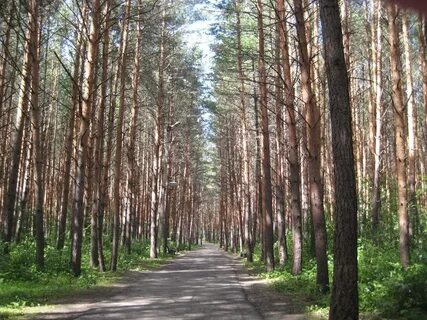 Карагайский бор