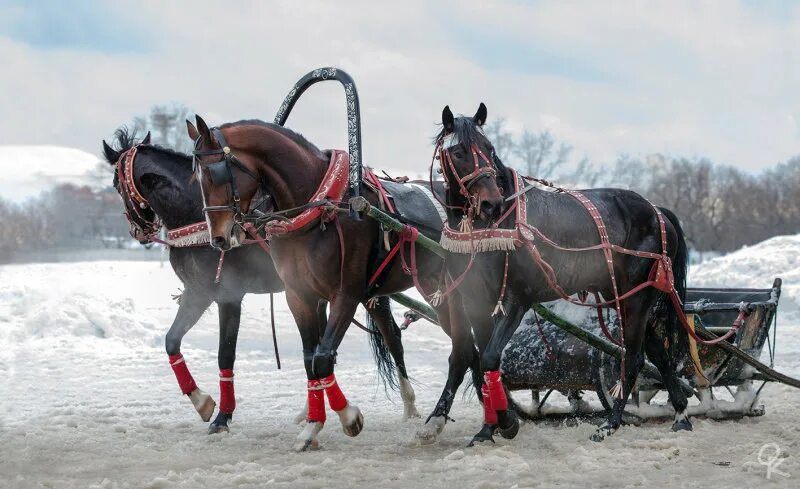 Horse harnesses Horse harness was known to people from ancient times. This is pr
