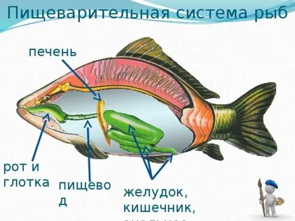 Желудок рыбы