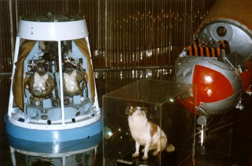 Спутник 5 собаки. Корабль Спутник 2. Спутник 2 лайка. Корабль-Спутник собаки. Спутник 2 1559.