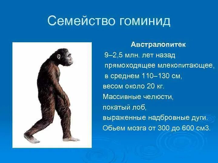 Приматы гоминиды. Родина прямоходящих гоминид. Человекообразные обезьяны австралопитеки. Обезьяны семейства гоминид. Человек относится к классу приматов