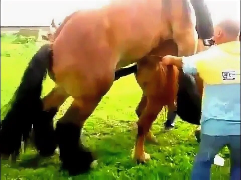 Зоофилия оргазм. Спаривание коней. Спаривание лошадей. Лошади спариваются. Лошадь спаривается с лошадью.