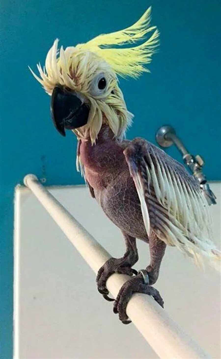 Человек животное без перьев