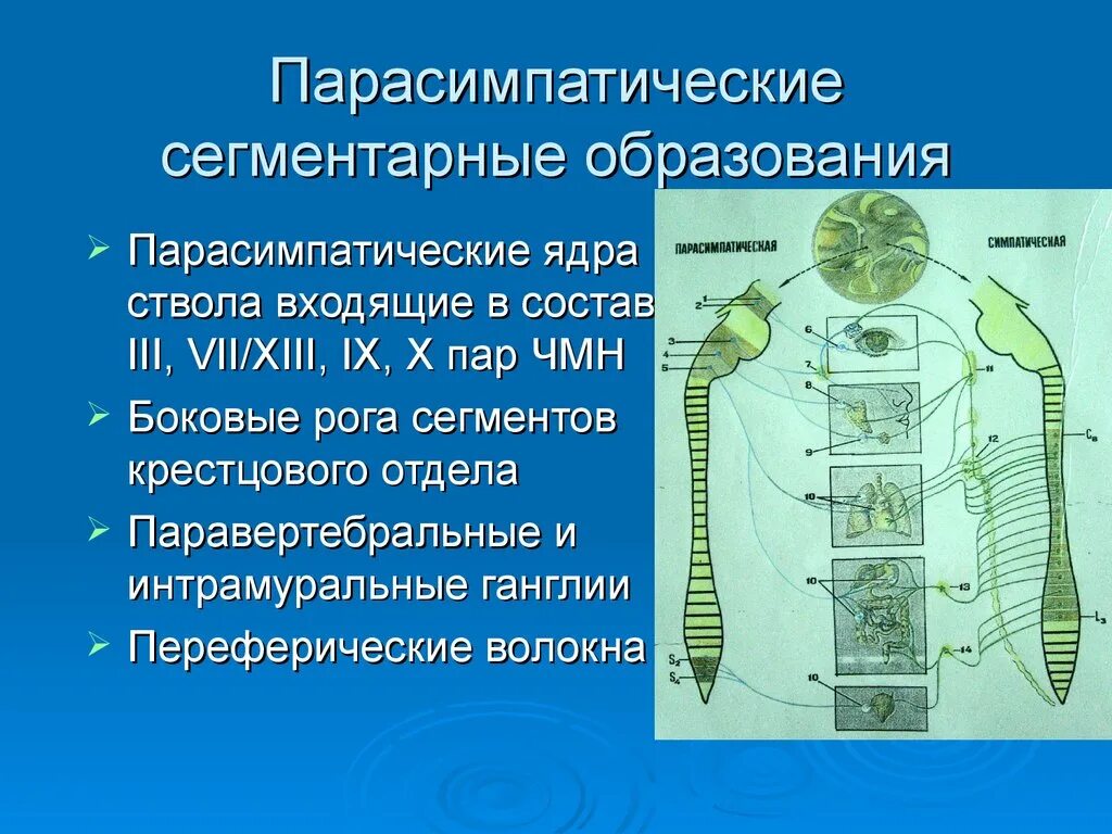 Сегментарная вегетативная нервная система. Сегментарный отдел ВНС. Сегментарный аппарат вегетативной нервной системы. Крестцовые парасимпатические ядра. Вегетативным является ядром