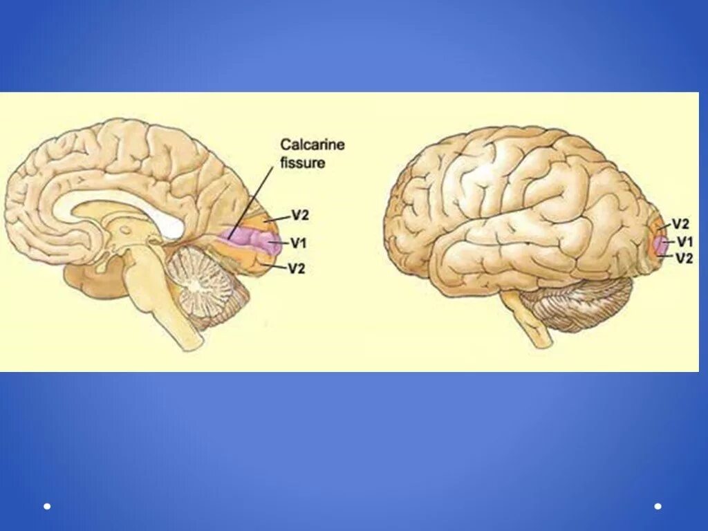 1 2 3 1 brain