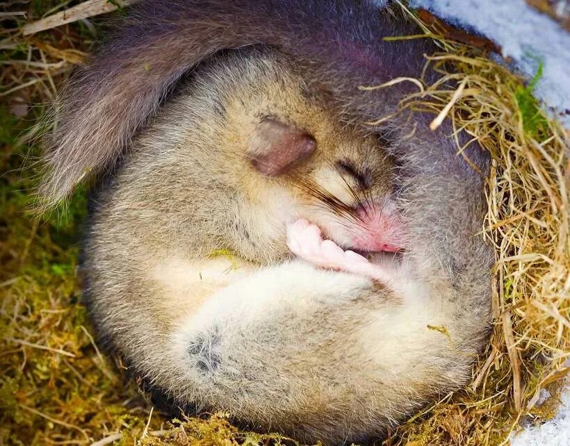 Спячка животных. Суслик в спячке. Спящие на животе. Спящие суслики. Суслик спячка.