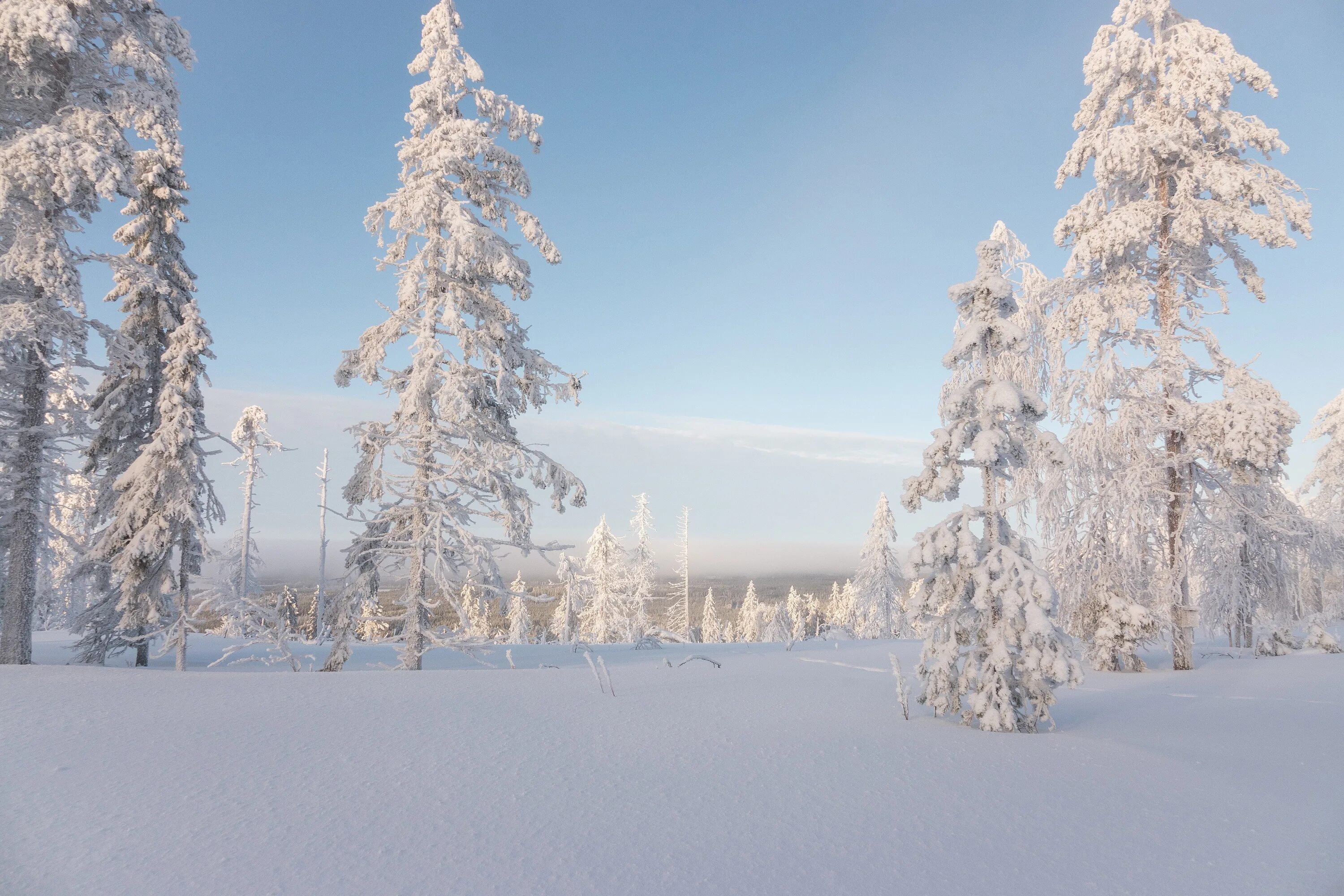 Где морозы и ели. Снежный пейзаж. Панорама зимнего леса. Снежная Финляндия. Лес зимой панорама.
