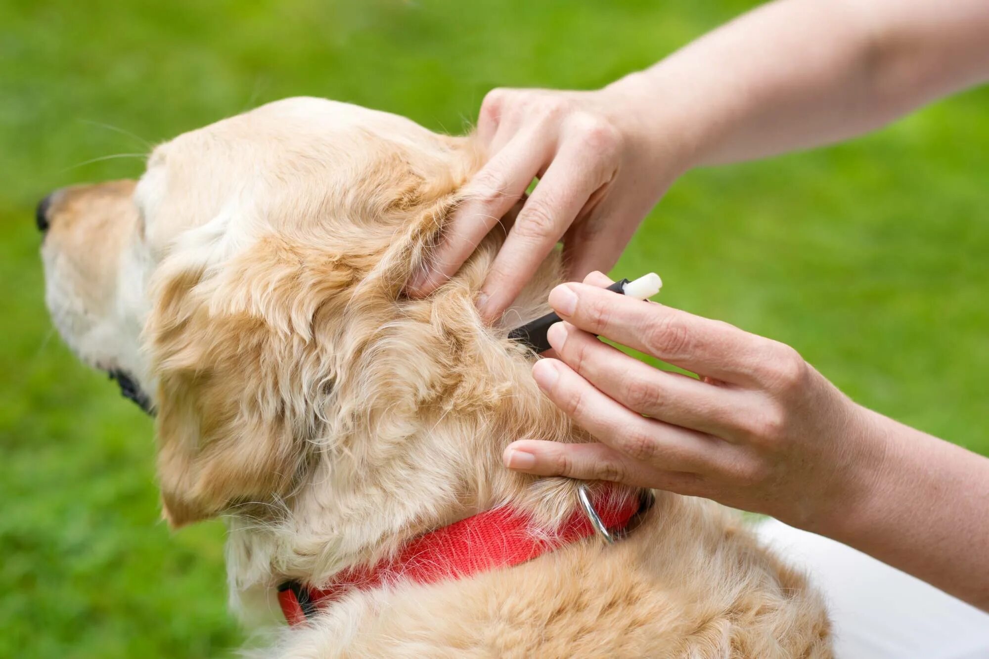 Делают ли собакам прививки от клещей. Клещи и домашние животные.