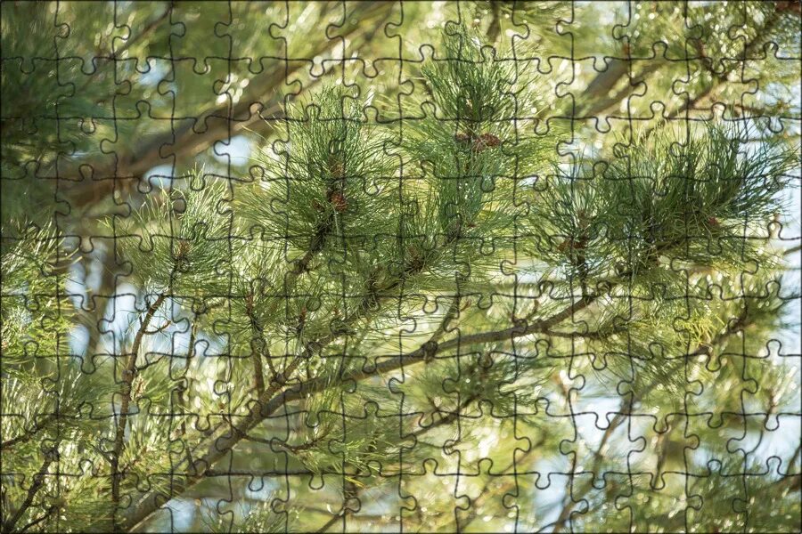 Сосна обыкновенная воронеж. Сосна меркуза. Сосна обыкновенная габитус. Pinus sylvestris var. Сосна кедровая pinus sibirica.