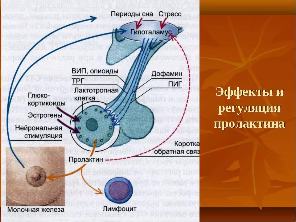 Пролактин механизм действия. Секреция пролактина. Регуляция секреции и физиологические эффекты пролактина. Рецепторы пролактина. Выделение пролактина