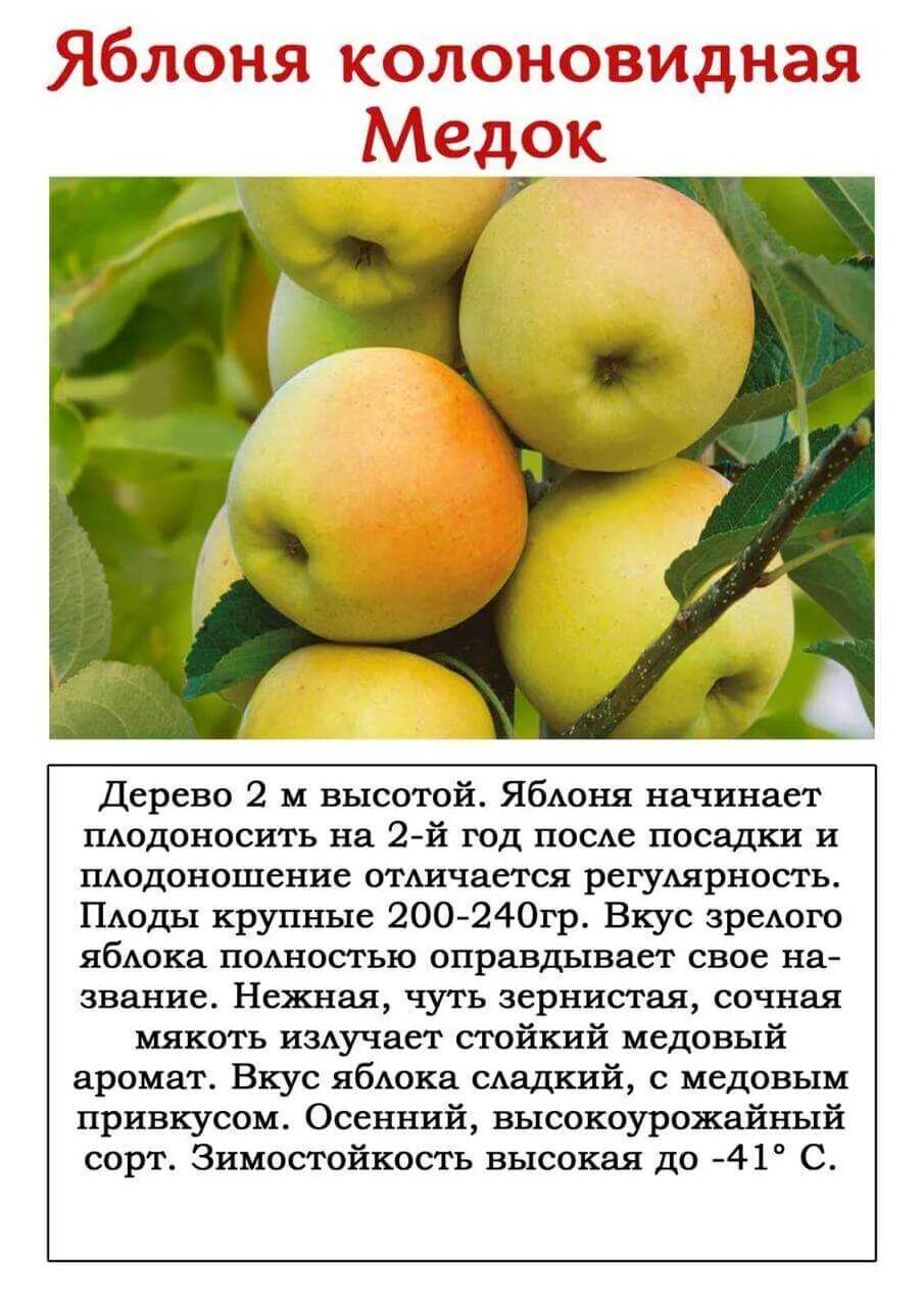 Яблоня сорт валюта отзывы. Яблоня колонна видная медок. яблоня медок колоновидная описание. колоновидная яблоня сорт медок.