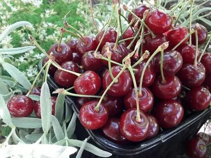 Вишня сорт спартанка