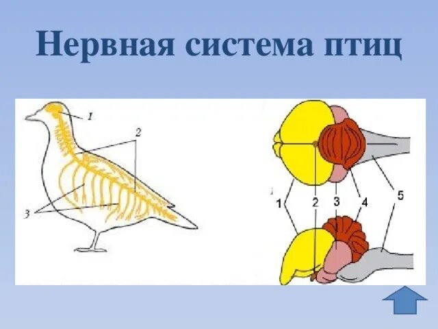 Нервная система птиц 7 класс биология. Схема нервной системы птицы биология 7 класс. Внутреннее строение птиц нервная система. Нервная система птиц схема.