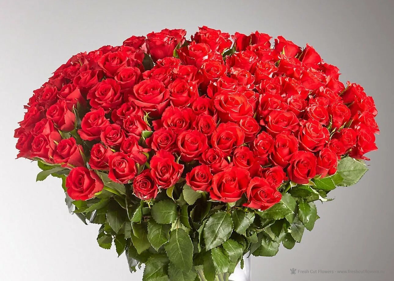 Букет роз фото цена 101 роза, Flowers & Gifts Surgut, buy at a price of 23990 RUB, Mono Bouquets on