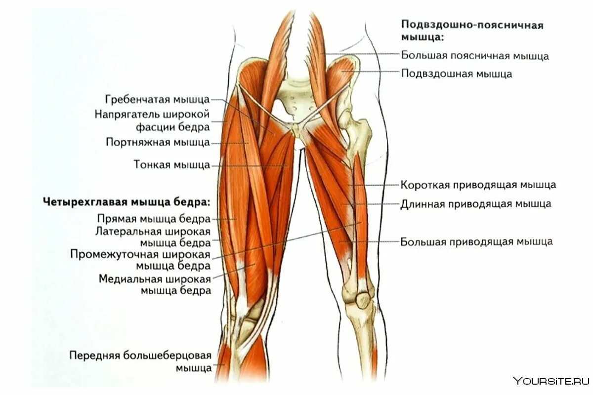 Функции приводящих мышц. Портняжная мышца бедра анатомия. Сухожилие прямой мышцы бедра анатомия. Строение мышц бедра спереди. Четырехглавая мышца бедра анатомия.