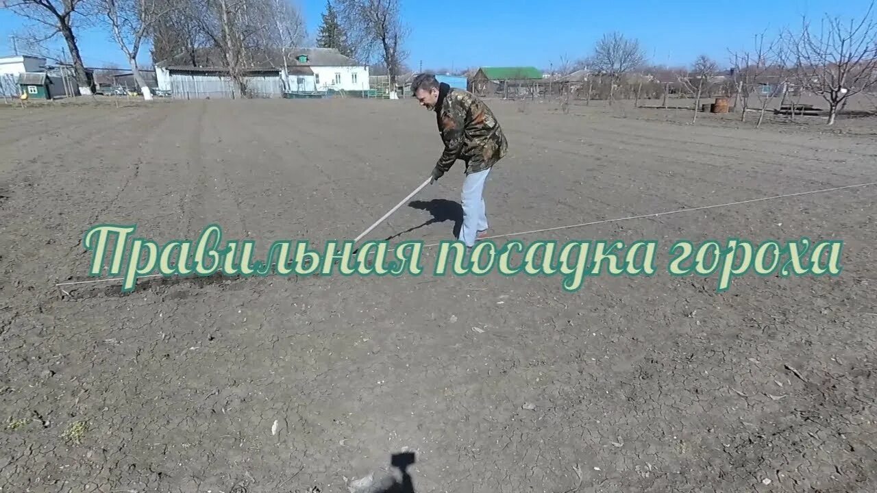 Посев горошка на Кубани.