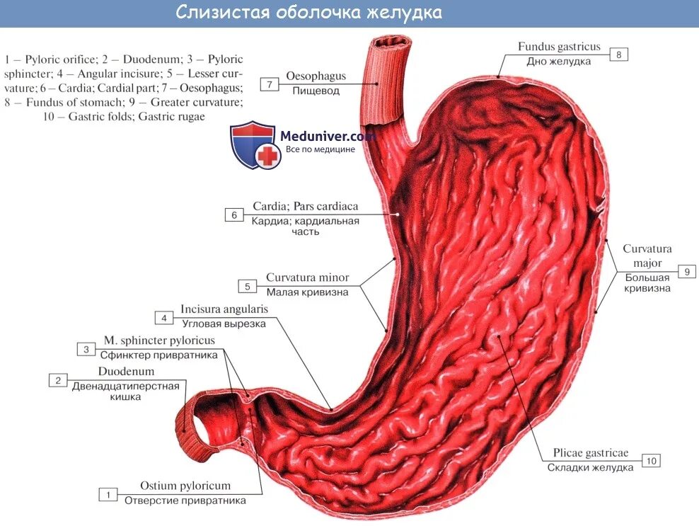 Желудок анатомия латынь оболочки. Мышечная оболочка желудка анатомия. Желудок анатомия человека медунивер. Слизистая оболочка желудка анатомия. Слизистой оболочки желудка признаки