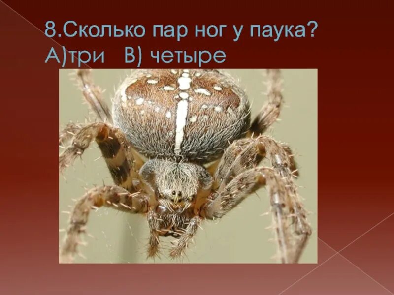 У паукообразных две пары усиков. Ноги паука. сколько ног у пауков. сколько ножек у паука. сколько пар конечностей у паукообразных.