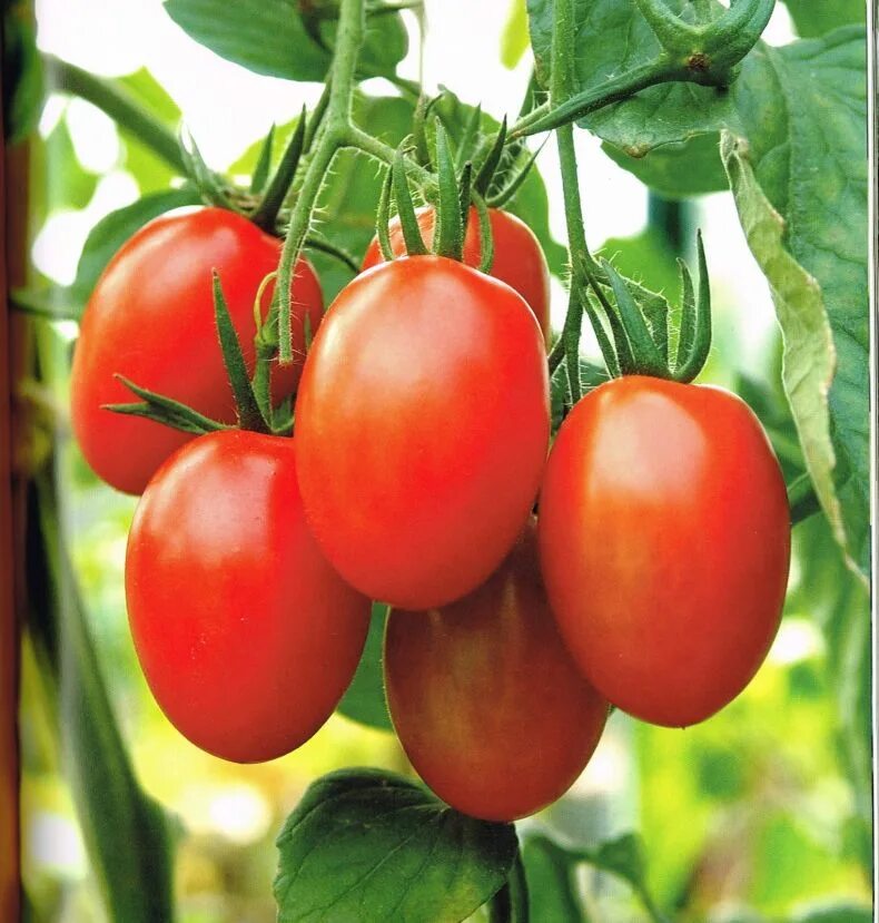 Семена урожайных томатов. Томат "сладкий мясистый Западной Вирджинии". Черри низкорослые сорта. Томат тепличный крупноплодный. Томат Майский черри.
