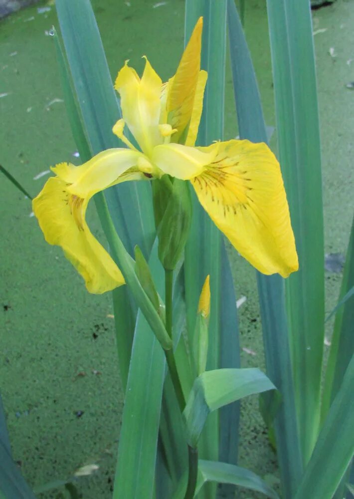 Ирис болотный фото. Ирис болотный Касатик. Ирис болотный Umkirch. Ирис болотный (Iris pseudacorus `variegata`). Ирис Умкирх.