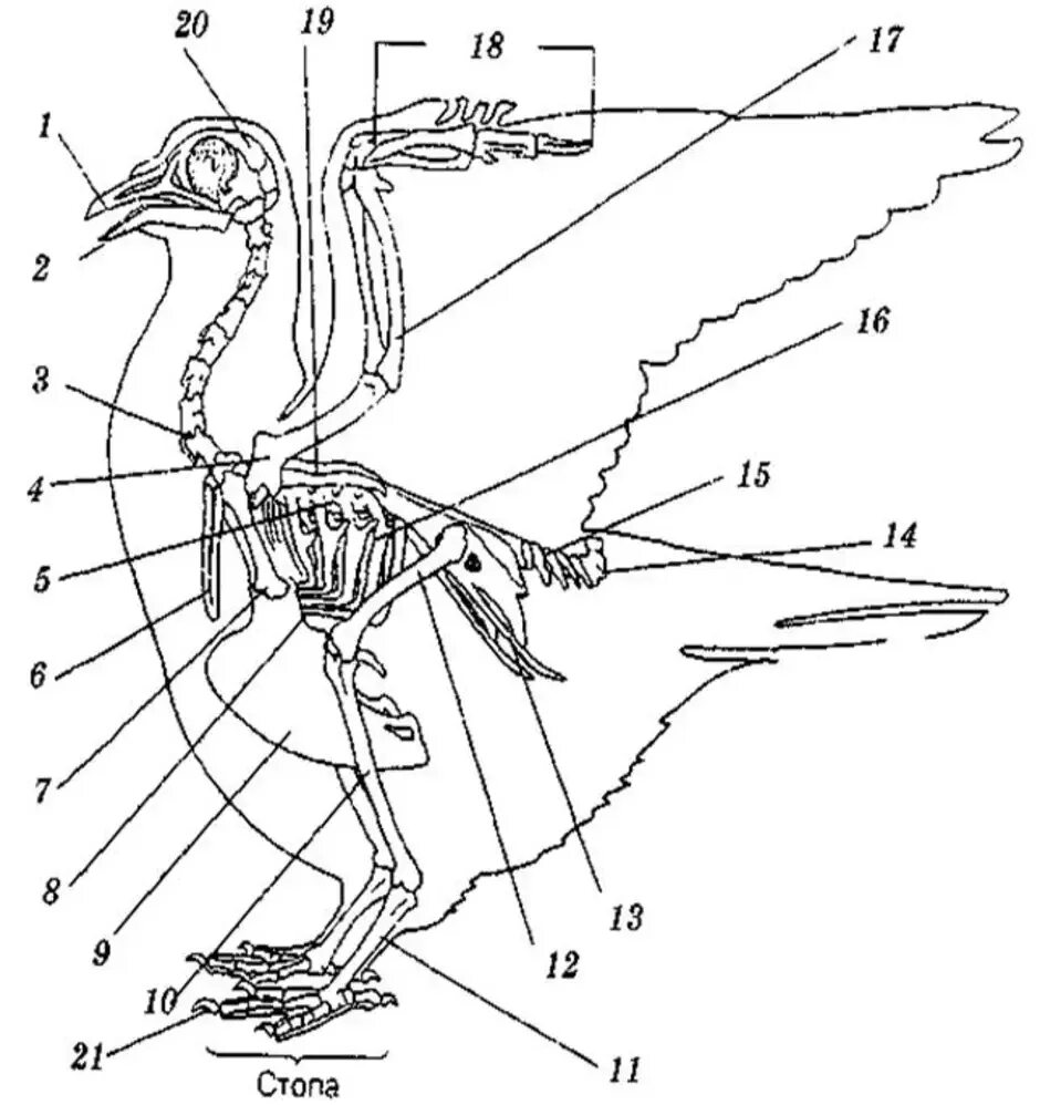 Внутреннее строение птиц скелет. Скелет птицы анатомия. Строение скелета птицы 7 класс биология. Строение скелета сизого голубя 7 класс биология. Внутреннее строение птицы скелет.