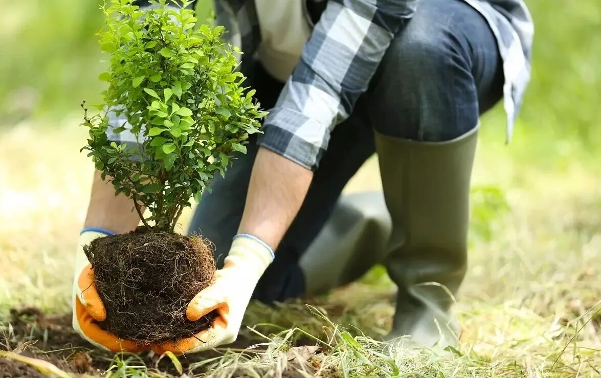 Садовник саженцы. Сажать деревья. Высадка туи смарагд. Садовник. Высадка деревьев.