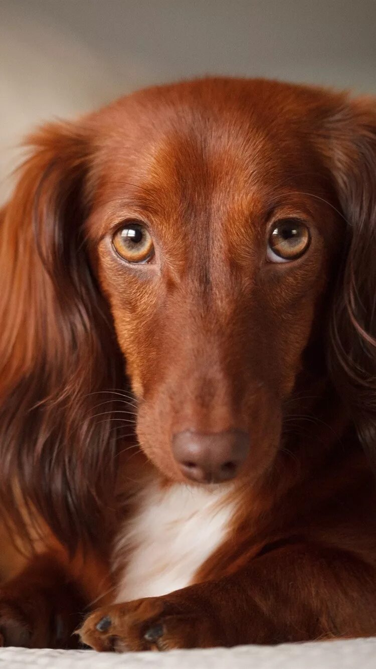 Азавак левретка. Ирландский красный сеттер щенки. Ирландский красный сеттер. Ирландский сеттер. Длинная коричневая собака.