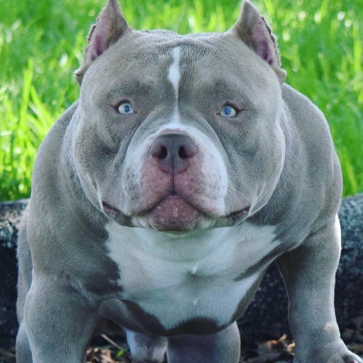 Самые опасные собаки в мире убийцы. Злые собаки название. Бультерьер злой бойцовский. Самая злая собака в мире. Злые собаки название.