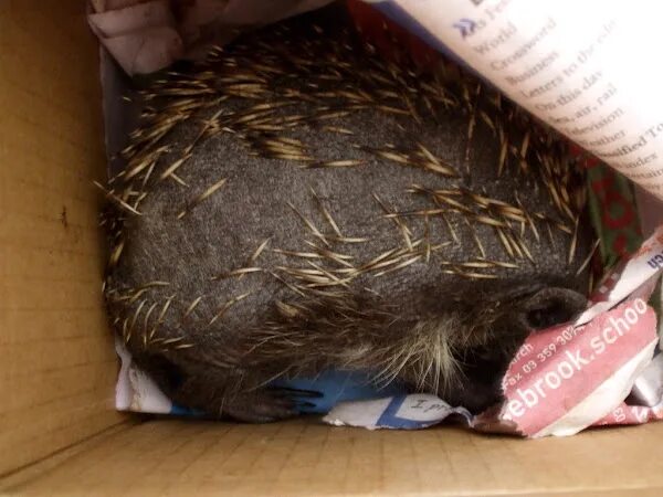 Пасть ежика. Морской еж рот. Окоченел еж. Мурманский морской еж. Морской еж с понзу.