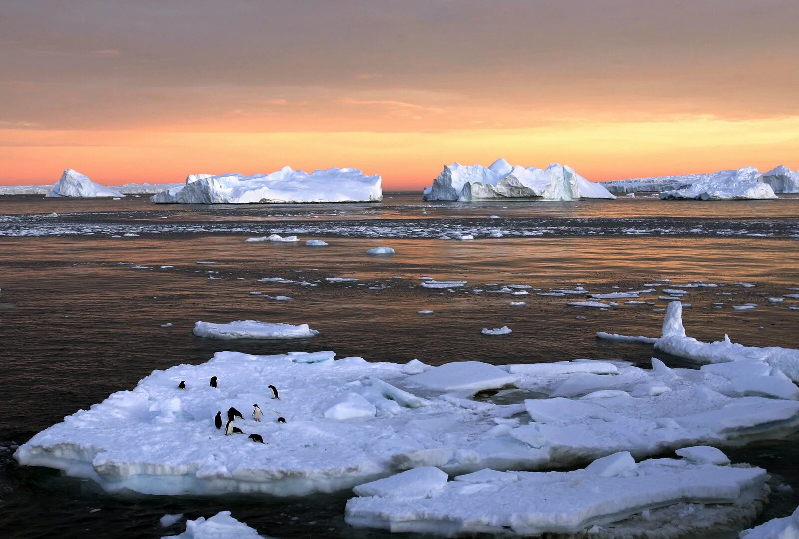 Растает весь океан. Арктическая пустыня Таймыр. Антарктическая тундра в Антарктиде. Ледяной Покров тундры. Таяние льдов в Антарктиде.